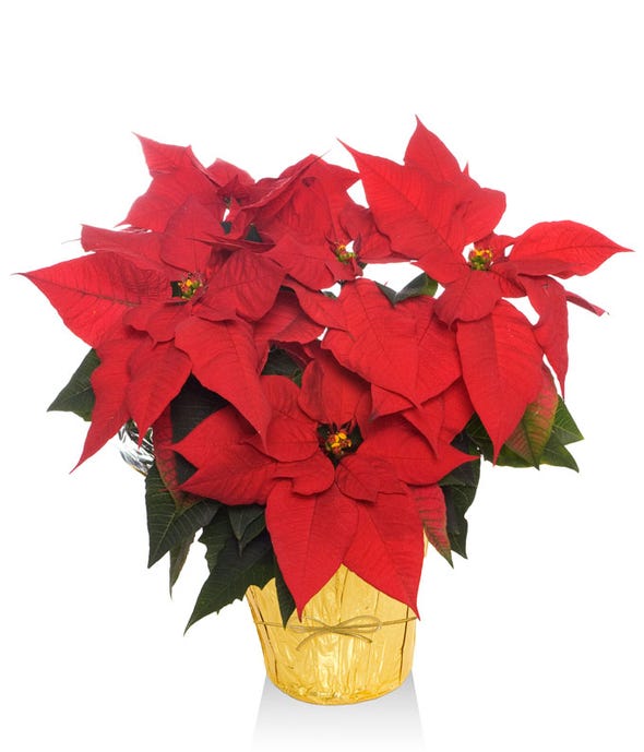 Pot Of Gold Poinsettia