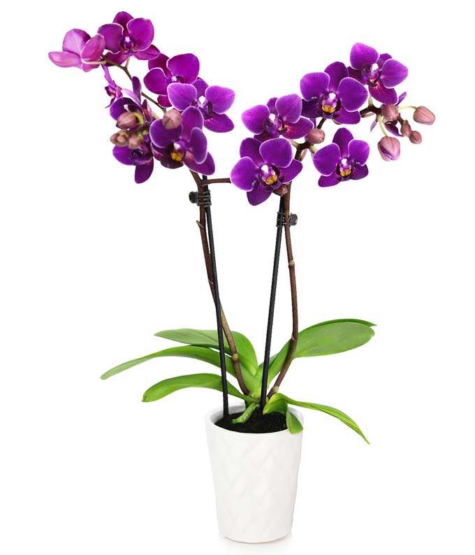 Touch of Royalty Mini Orchid