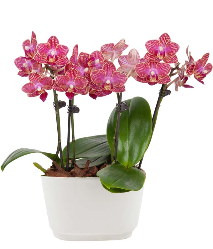 Sunrise Mini Orchid