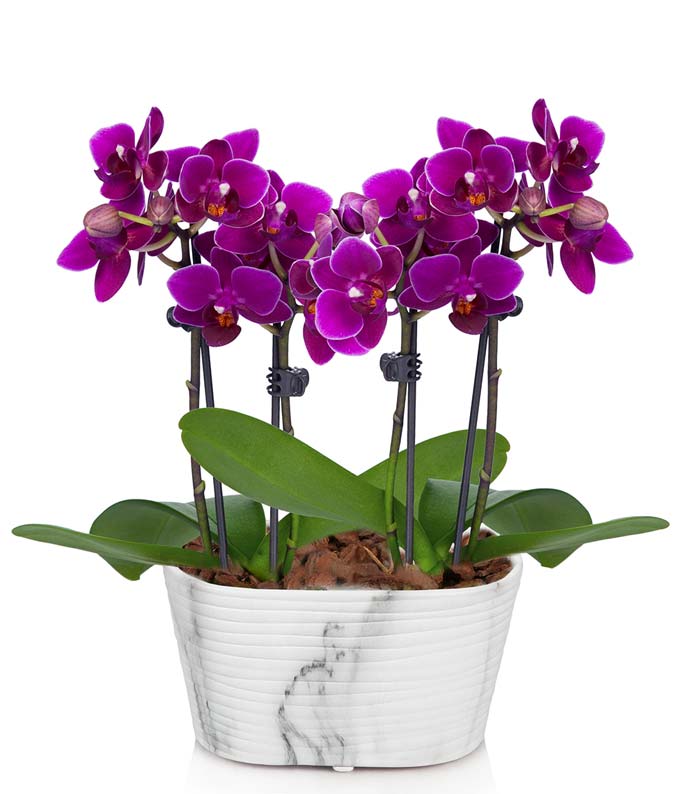 Purple Mini Orchid Plant
