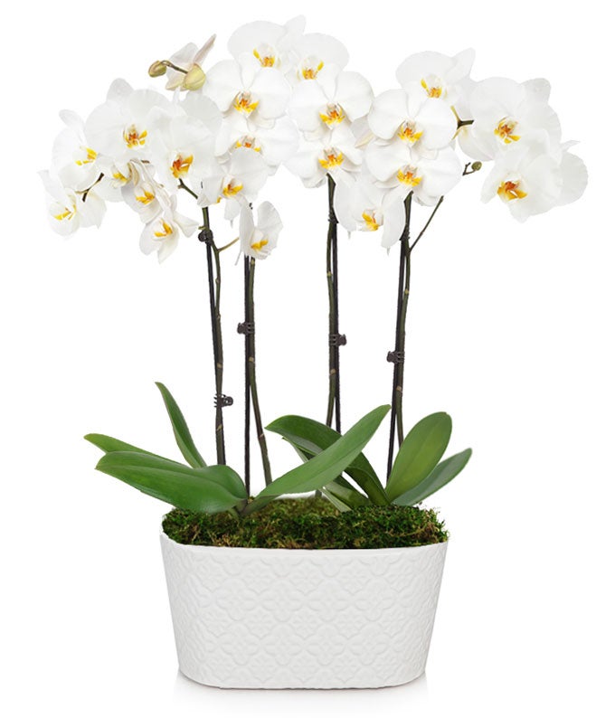white orchid delivered in a gift box