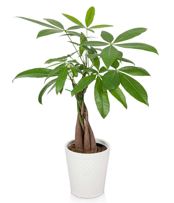money tree plant delivered in a gift box