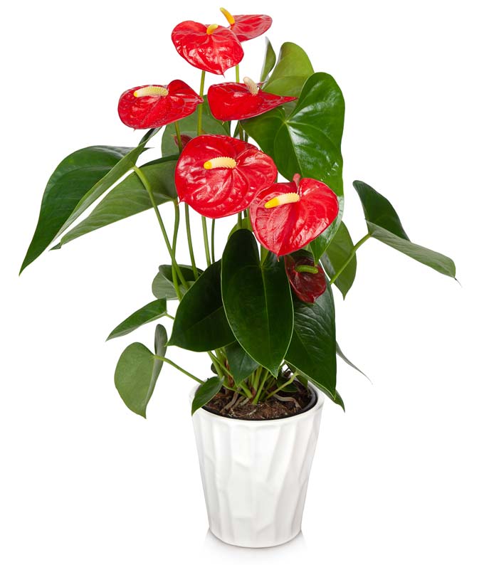 Red Anthurium Plant for delivery