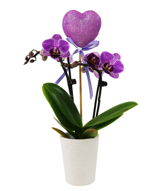 Majestic Magenta Potted Orchid