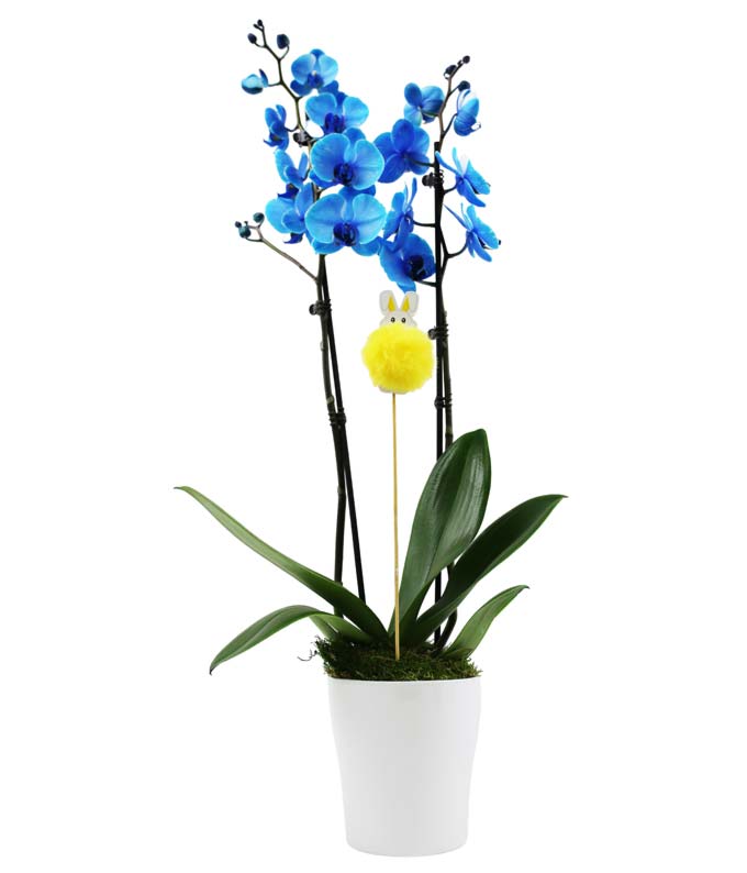 Blue easter orchid