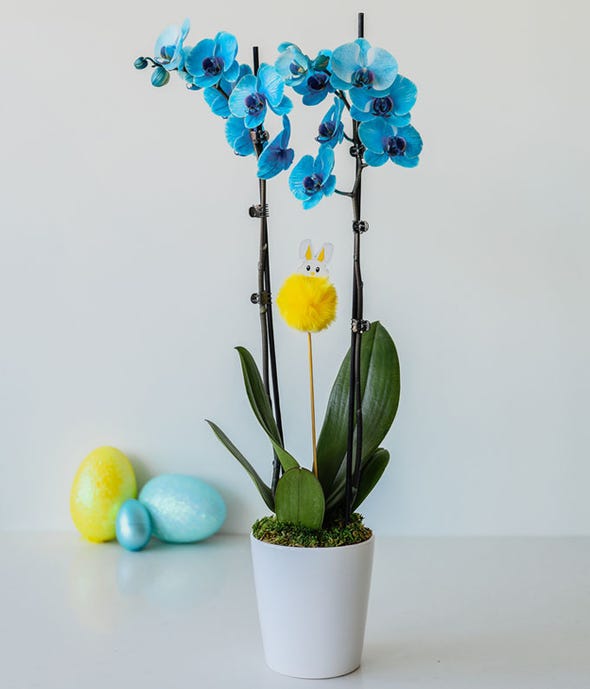 Blue easter orchid