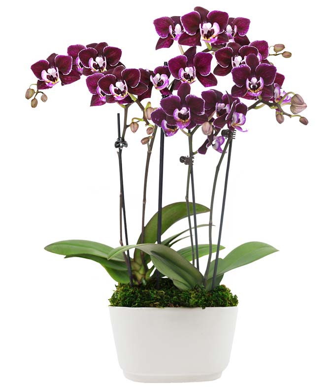 Purple orchid for delivery in the mail