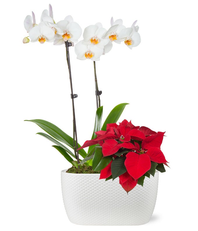 Pristine Poinsettia &amp; Orchid Potted Planter