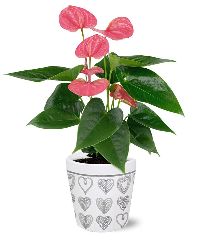 My Heart is Yours Potted Pink Anthurium
