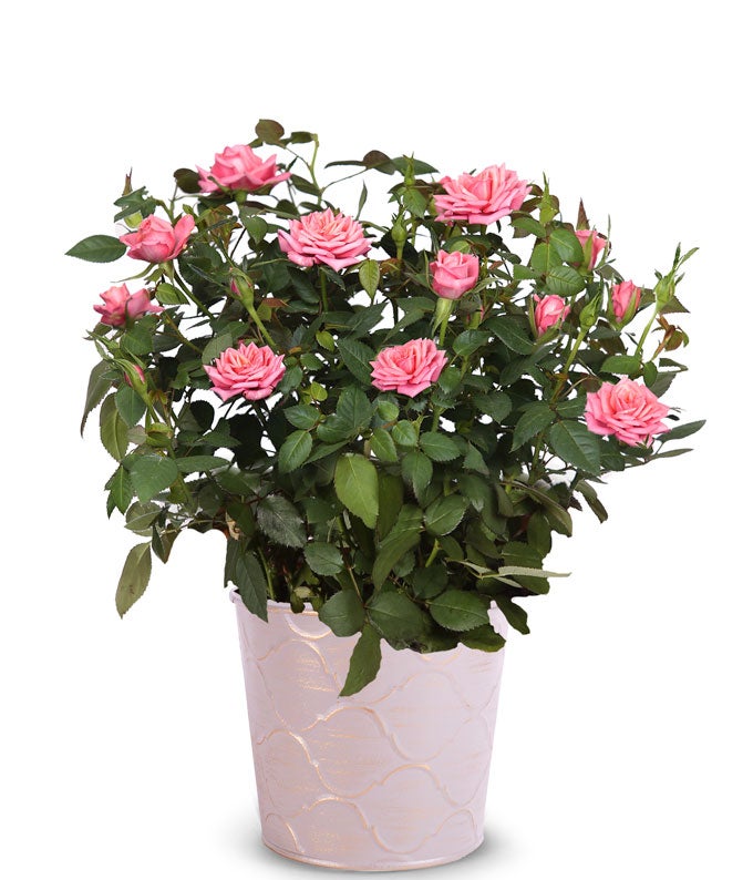 Pink Potted Rose Plant